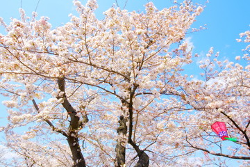 五条川　桜