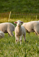 Naklejka na ściany i meble Young lamb standing in grass on the sheep farm