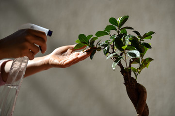 Florist spraying water over a little bonsai tree placed in the sun