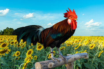 A cock in sun flower field with blue sky.