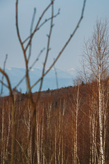 Spring forest, mountains, macro, lake, rocks