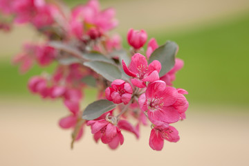 Apple tree pink flower blossoming in spring time, floral background. Closeup flowering branch of apple tree