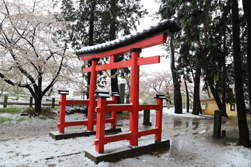 久伊豆神社の鳥居とサクラと雪景色