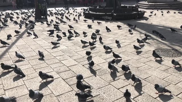 Slow motion pigeons in a central sqaure in Sarajevo, Bosnia