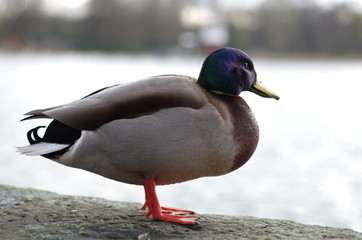 Erpel