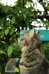 Beautiful close-up portrait of grey cat sitting on an turquoise painted chair in the garden
