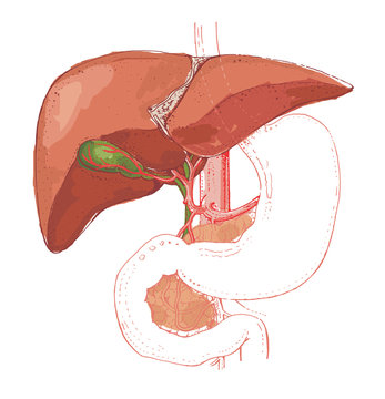 Human gall bladder and liver anatomy - detailed colored illustration - human organ