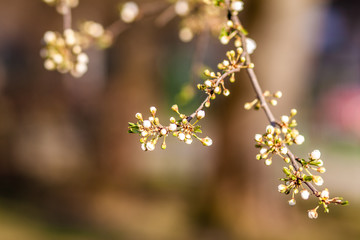 
spring nature, flowering, early spring, nature, tree branches
