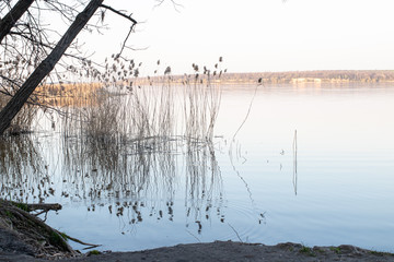 Beautiful landscape of spring nature: lake, trees and reeds. Reflection of reeds in the water.