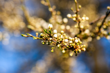 spring nature, flowering, early spring, nature, tree branches