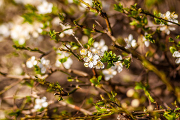 Fototapeta na wymiar spring nature, flowering, early spring, nature, tree branches
