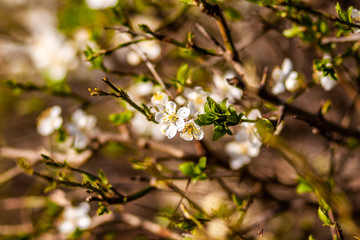 
spring nature, flowering, early spring, nature, tree branches