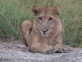 Obraz na płótnie Canvas Lioness - Uganda