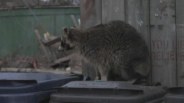 A Furry Raccoon Roaming On Top Of Garbage Bins By The Wooden Wall - Closeup Shot