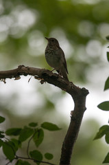 Hermit Thrush