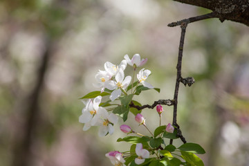 Apple tree white  flower blossoming in spring time, floral background. Closeup flowering branch of apple tree