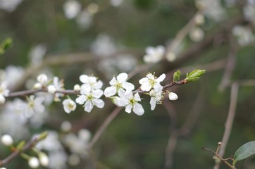 Frühling