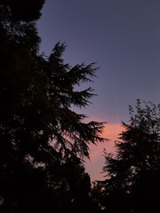 Fototapeta premium sunset in the forest