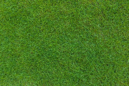 Green grass. background texture. top view