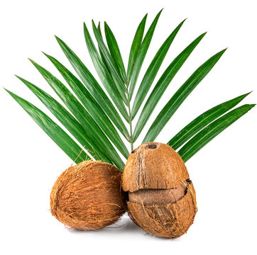 coconuts and palm leaves on a white background