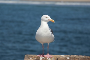 seagull in focus