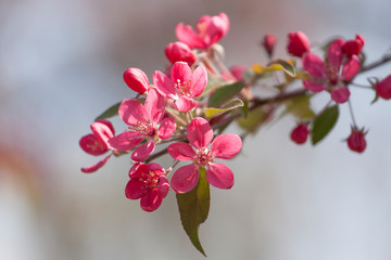 Apple tree pink flower blossoming in spring time, floral background. Closeup flowering branch of apple tree