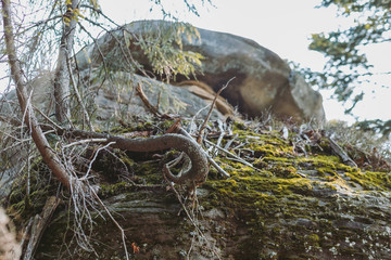 Spring forest, mountains, macro, lake, rocks