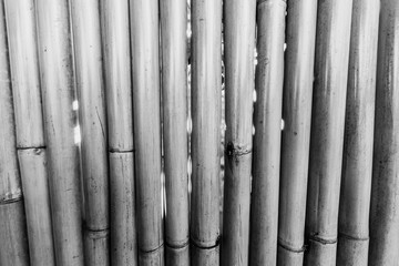 Bamboo wall black and white background