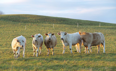 group of cows on the pasture in evening light