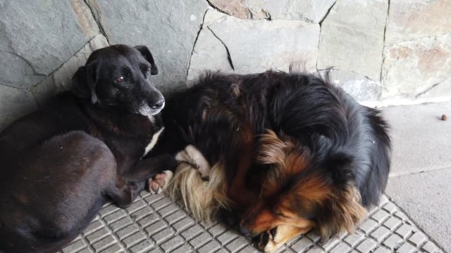 Two street dogs lying together on the sidewalk, one sleeping, one awake