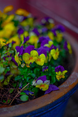 Blumen im Blumentopf 