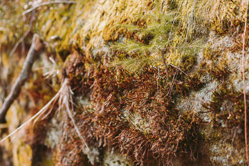 Spring forest, mountains, macro, lake, rocks