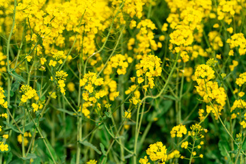 Yellow crop of canola oil tree grown as a healthy cooking oil or conversion to biodiesel as an alternative to fossil fuels.