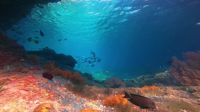 Drifting through a colorful tropical coral reef with a overhanging cliff. lots of soft corals and fish swimming passed.