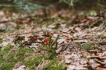 Spring forest, mountains, macro, lake, rocks
