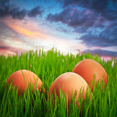 Easter eggs on the grass at sunset