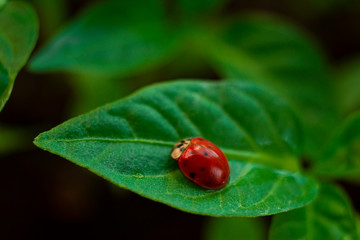 close-up of a red ladybug on a green plant
