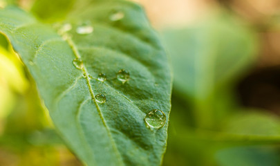 textured light green leaf with transparent drops of water closeup