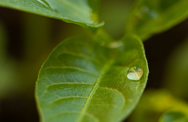 textured light green leaf with transparent drops of water closeup