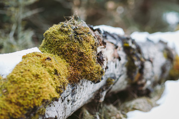 Spring forest, mountains, macro, lake, rocks