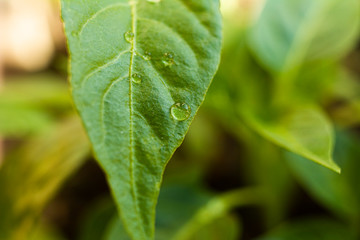 textured light green leaf with transparent drops of water closeup