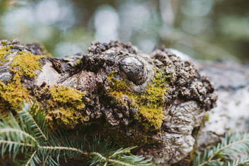 Spring forest, mountains, macro, lake, rocks