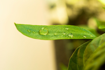 textured light green leaf with transparent drops of water closeup