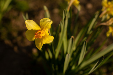 yellow flowers and branch on a spring day photographed close up