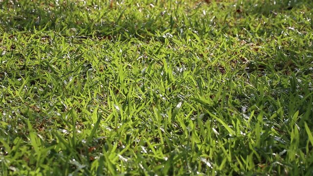 Beauty of nature. Soft focused view of view of sparkling water droplets on tropical carpet grass and spraying water