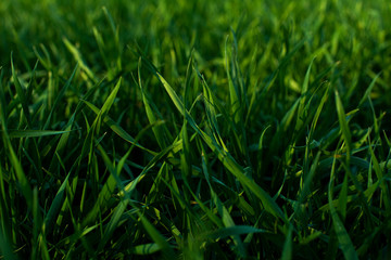 bright green field of short grass, lawn, young wheat for background