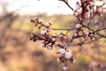 brown branches of blooming white apricots on a sunny day close up