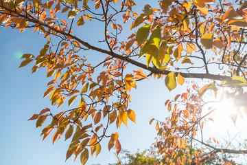 autumn leaves against blue sky