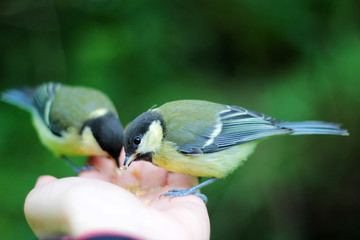 two birds