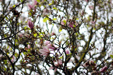 pink magnolia tree in spring